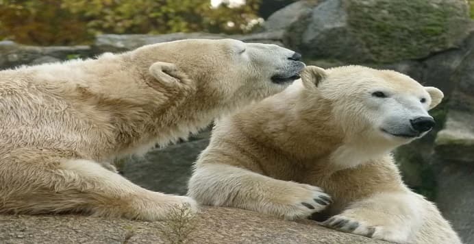 cambio climático oso polar