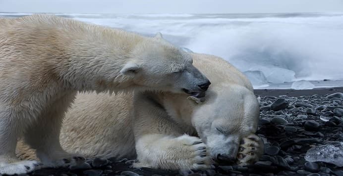 cambio climático osos polares