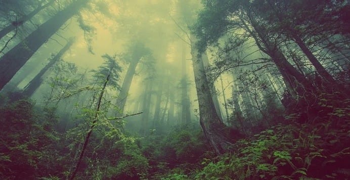 sudamerica pierde hectareas de bosque