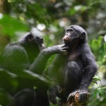 Bonobos muestran cooperación intergrupal.