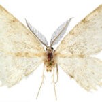 Misteriosa mariposa descubierta