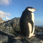 Pingüinos en microsueño – investigación