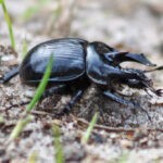 El escarabajo toro es nombrado el insecto del año