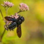 La abeja carpintera azul-negra es galardonada como «Abeja Silvestre del Año» en 2024