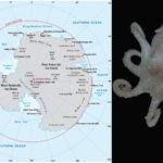 La pérdida de hielo en la Antártida afecta al ADN del pulpo