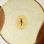 Sorprende la capacidad de los mosquitos para batir récords