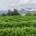 Los microbios potencian la calidad del té