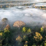 Punto de inflexión climático en la selva amazónica para 2050