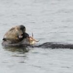 Protección contra la erosión: el regreso de la nutria marina