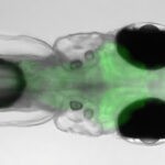 Tras la pista del «termostato» del cerebro