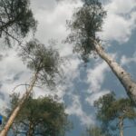 Video del cambio climático: Siga para el bosque alemán 15.04.2025 • 20:11 Cambio climático: Consecuencias para el bosque alemán más