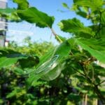 Árboles en el cambio climático: explore el bosque con sensores