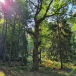 Después: Excursión de trabajo de la excursión de Spessartbund alrededor del Jägerkreuz
