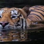 Estrategias sorprendentes sobre cómo tratar con animales con calor