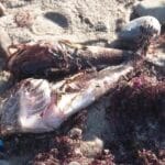 Video La muerte de peces sólidos frente a la costa del mar Báltico cerca de Rostock probablemente debido a la falta de oxígeno 29.09,2025 • 16:00.