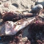 Vídeo Matanza masiva de peces frente a la costa del Mar Báltico cerca de Rostock 29 de septiembre de 2025 • 20 h.