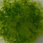 Musgos: esta planta sobrevive incluso en espacios hostiles