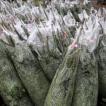 ¿Qué tan ecológico es realmente el árbol de Navidad?