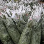 ¿Qué tan ecológico es realmente el árbol de Navidad?