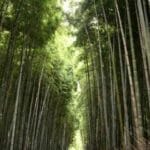 Los científicos están convirtiendo el bambú en plástico ecológico