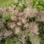 Los bosques en Alemania sufren los efectos de la sequía
