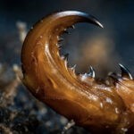 Un gusano marino tiene mandíbulas hechas de un biometal completamente nuevo