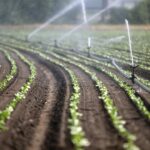 Más verduras en lugar de carne: cómo cambiaría la agricultura